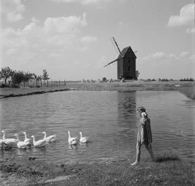 Girl with geese in Zduny with a windmill in the background, 1956 - Girl with geese in Zduny with a windmill in the background, 1956.