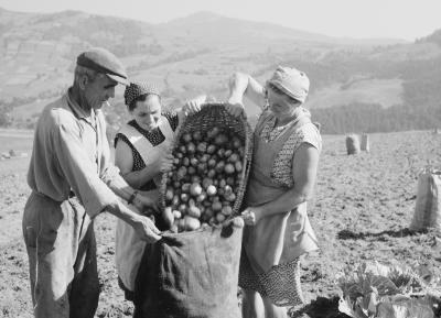 Feldarbeiter und Feldarbeiterinnen während der Kartoffelernte bei Piwniczna, 1963 - Feldarbeiter und Feldarbeiterinnen während der Kartoffelernte bei Piwniczna, 1963.