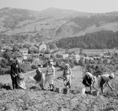 Kobiety pracujące w polu podczas zbioru ziemniaków w okolicach Piwnicznej, 1963 r. - Kobiety pracujące w polu podczas zbioru ziemniaków w okolicach Piwnicznej, 1963 r.