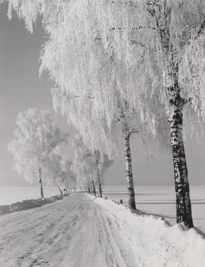 Śnieżna droga koło Wrocławia, bez daty (po 1945 r.) - Śnieżna droga koło Wrocławia, bez daty (po 1945 r.).