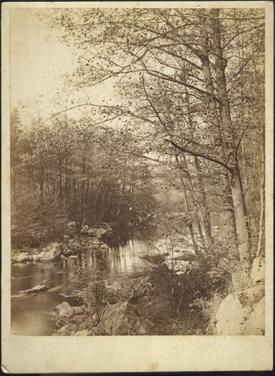 Roman Kochanowski, Bäume am Wasser, Foto, Fotopapier auf Pappe, 23,5 x 17,3 cm