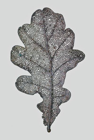Blatt - From the series “Blow Ups”, 2001-2005, “Leaf” (Brooch), photogram, 350 x 200 cm.