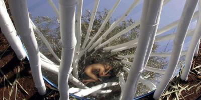 DEEP TREE, 2008. Instalacja świetlna w przestrzeni publicznej, drzewo bambusowe, lustro, projektor.