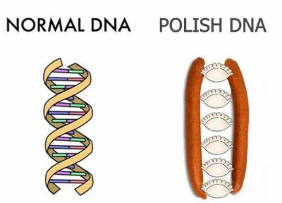 Zur Leibspeise vieler Polen gehören wohl Räucherwürste und Piroggen. „Normale DNA / Polnische DNA“.